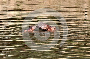 Hippopotamus in the river