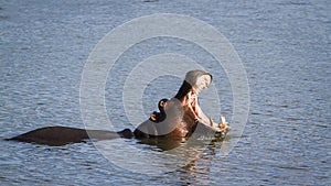 Hippopotamus in the river, yawning in Kruger National park