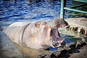 Hippopotamus in the Safari park zoo, Krasnodar