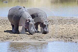 Hippopotamus on sandbank