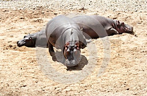 Hippopotamus on the sands of Mara River