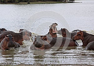 Hippopotamus, Selous Game Reserve, Tanzania