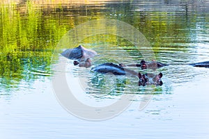 Hippopotamus is a semi-aquatic herbivore