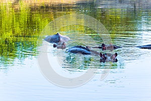 Hippopotamus is a semi-aquatic herbivore photo