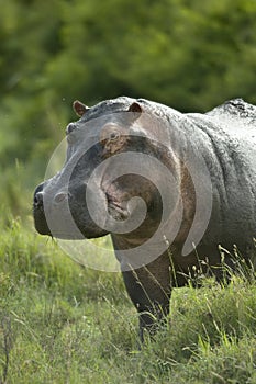 Hippopotamus in the serengeti reserve