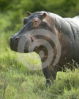 Hippopotamus in the serengeti reserve