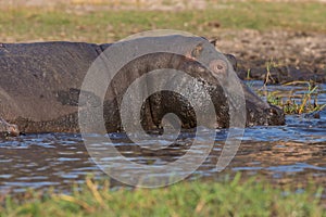 Hippopotamus in shallow water