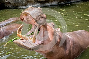 Hippopotamus showing mouth and teeth