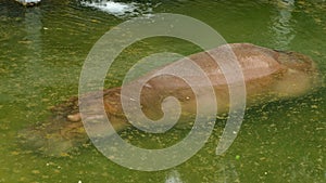 Hippopotamus sleeping in pond