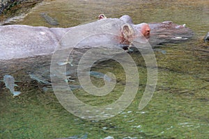 A hippopotamus is sleeping in a pond at the zoo of Osaka (Japan) photo