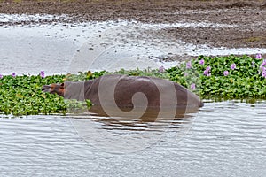 Hippopotamus sleeping between water hyacinth in the Letaba River