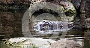 Hippopotamus sleeping in a waterhole