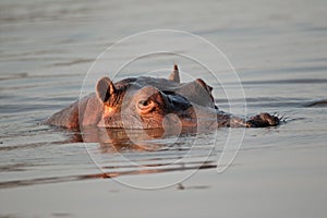 Hippopotamus, South Africa