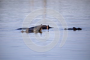 Hippopotamus species are large herbivorous mammals that inhabit the African savannah