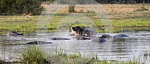 Hippopotamus splashing in water Botswana, Africa