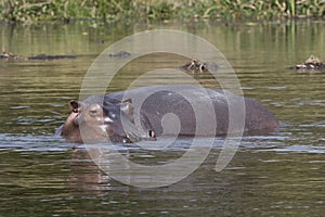 Hippopotamus that stands in the water on the shallows of the Nil