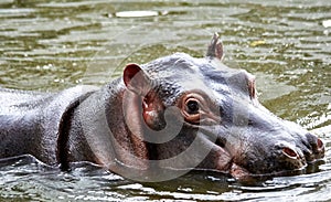 Hippopotamus submerged in his pond photo