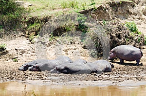 Hippopotamus sunbathing on the banks of Mara river, Masai Mara Reserve, Kenya