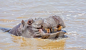 Hippopotamus swimming 1