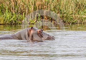 Hippopotamus swimming 3