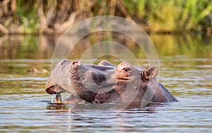 Hippopotamus swimming 4