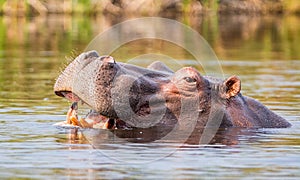 Hippopotamus swimming 6