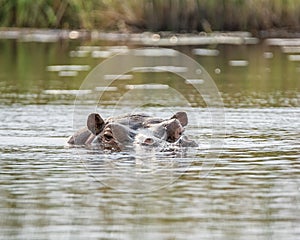 Hippopotamus swimming 7