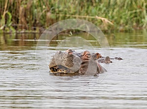 Hippopotamus swimming 8