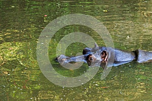 Hippopotamus swimming in the water with just its head sticking out of the water