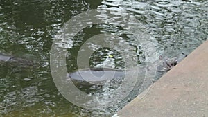 Hippopotamus swimming in the water in the zoo.