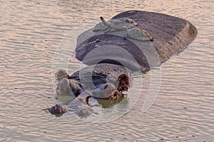 Hippopotamus with tortoises