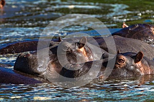 Hippopotamus Two Water Ears Up