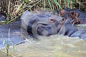 Hippopotamus, Umfolozi National Park, South Africa