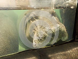 Hippopotamus Underwater Closeup of Head - Eyes, Nose, Ears, Mouth, Whiskers