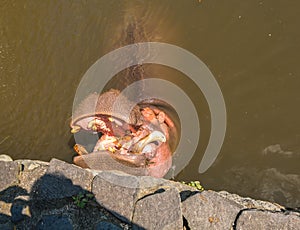 Hippopotamus waiting for food in Yama Jigoku