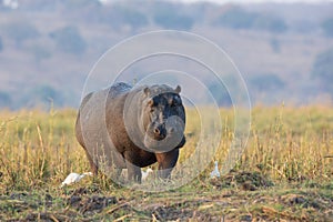 Hippopotamus walking along the Choebe River photo