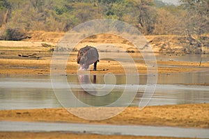 Hippopotamus walking along Luangwa River, South Luangwa National Park, Zambia