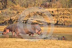 Hippopotamus Walking along Luangwa River, South Luangwa National Park, Zambia
