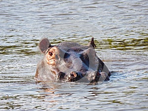 Hippopotamus wallowing in the waters of the kafue river in zambia