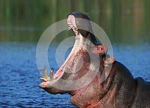 Hippopotamus in water photo