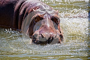 Hippopotamus in the water