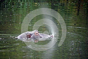 Hippopotamus in water photo