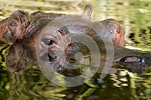 Hippopotamus in water