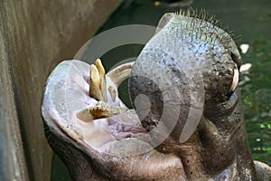 Hippopotamus in water