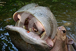 Hippopotamus in water