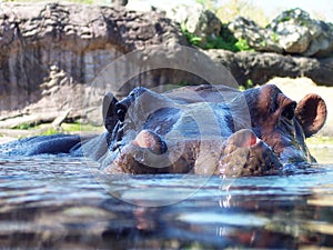 Hippopotamus in water