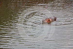 Hippopotamus in the water