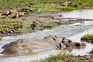 Hippopotamus in the water africa