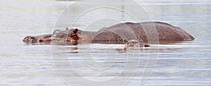 Hippopotamus in water with baby