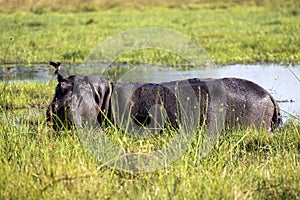 Hippopotamus in water with a bird on its head, Botswana, Africa